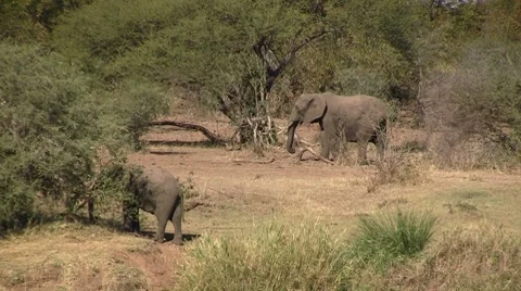 African elephants Stock Footage 8621759