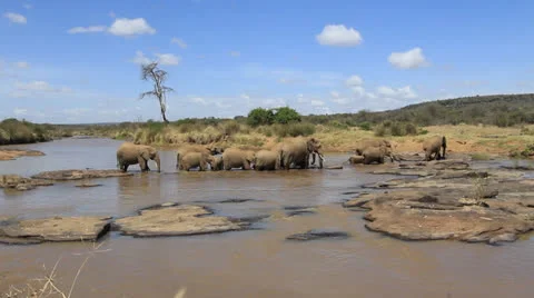 African Elephants Stock Footage 23363063