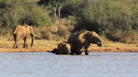 African Elephants Stock Footage 23363805