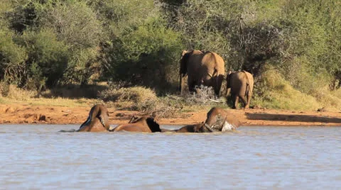 African Elephants Stock Footage 23363919