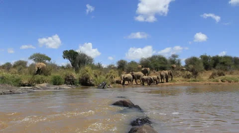 African Elephants Stock Footage 23363936