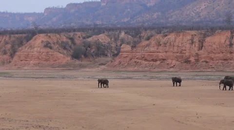 African Elephants Stock Footage 31875105