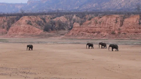 African Elephants Stock Footage 31875949