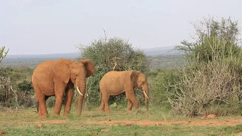 African Elephants Stock Footage 80681415
