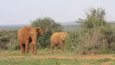 African Elephants Stock Footage 80681473