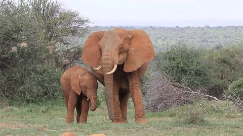 African Elephants Stock Footage