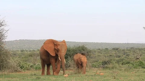 African Elephants Video stock 80681754
