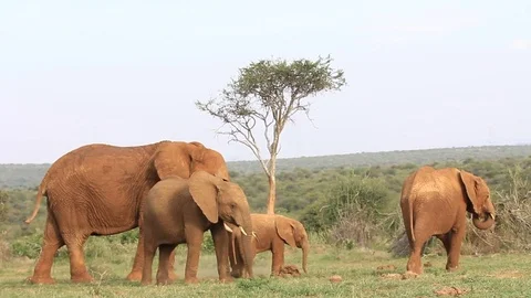 African Elephants Stockbeeldmateriaal 80682062