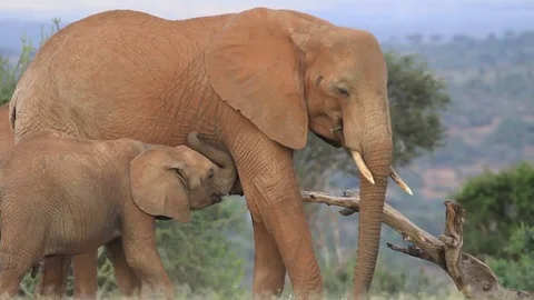 African Elephants Video stock 80684003