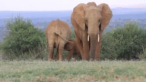 African Elephants Stock Footage 80684253