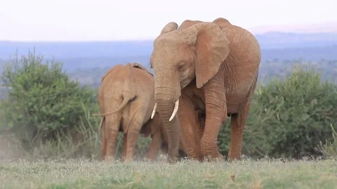 African Elephants Stock Footage 80684367