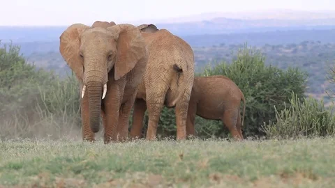African Elephants Video stock 80684521