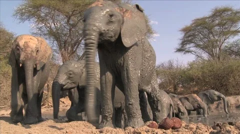 African Elephants getting out of the mud Video stock 50000555