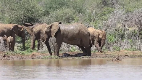 African Elephants mud bathe Stock-Footage 81342533
