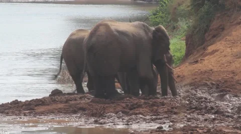 African elephants mud bathing next to river Stock Footage 44802327