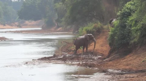 African elephants mud bathing next to river Stock Footage 44809355
