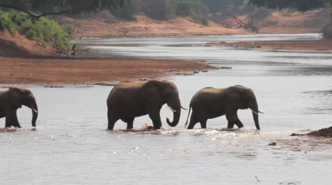 African elephants mud bathing next to river Stock Footage 44826684