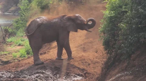 African elephants mud bathing next to river Stock Footage 44883978