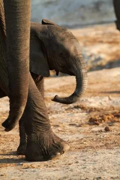 African elephants Stock Photos