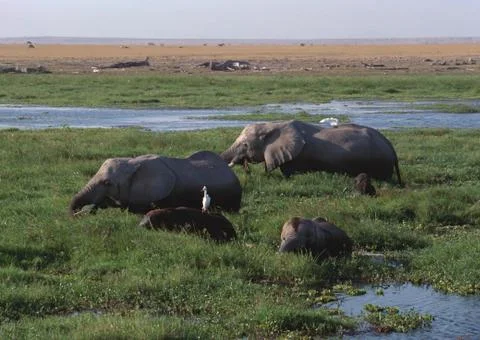 African Elephants Stock Photos