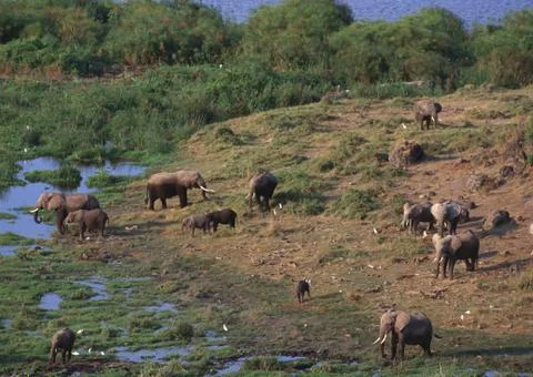 African Elephants Stock Photos