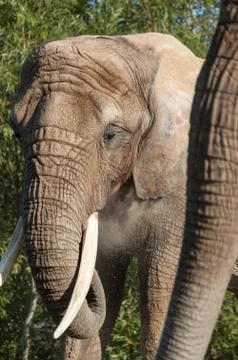 African Elephants Stock Photos