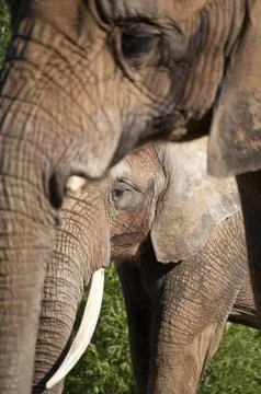 African Elephants Stock Photos