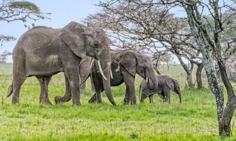 African Elephants Stock Photos
