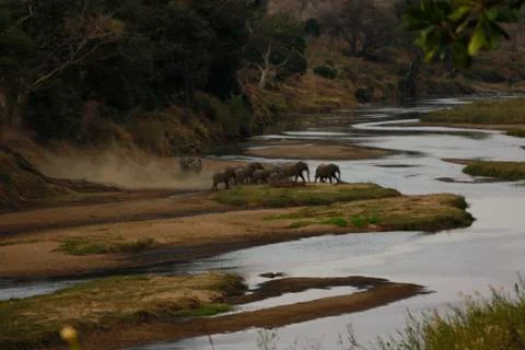 African Elephants Stock Photos