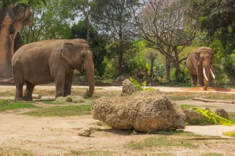 African Elephants Stock Photos