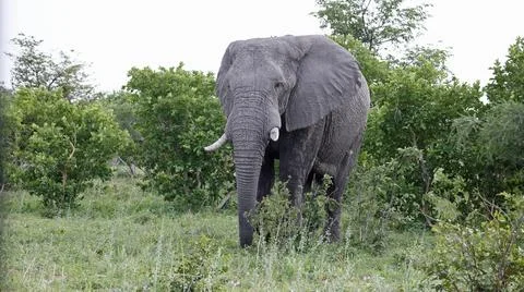 African elephants Stock Photos