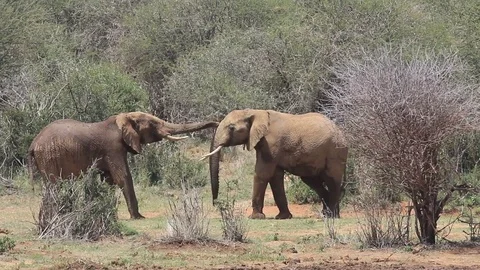 African Elephants play fighting Stock Footage