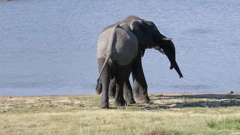 African Elephants playing Stock Footage 323384844
