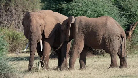 African elephants pulling and eating grass in Kenya Stock Footage 327690641