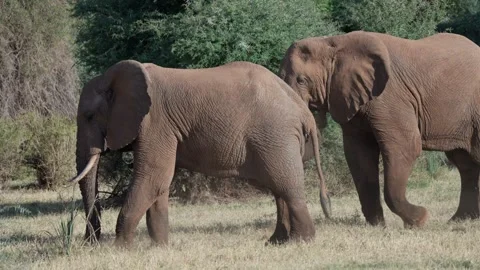 African elephants pulling and eating grass in Kenya Stock Footage 327830665