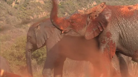 African Elephants in red mud Video stock 50000735