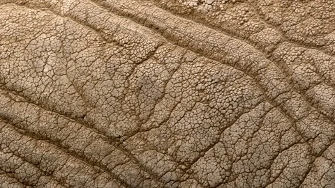 African elephant's skin Stock Footage 80175660