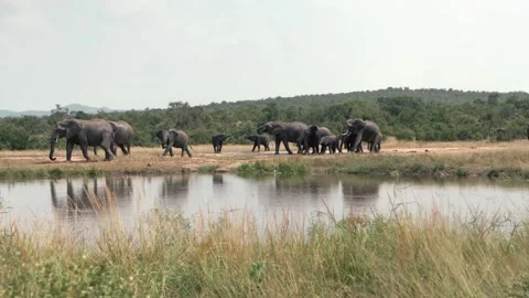African Elephants in slow motion Stock Footage