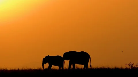 African Elephants at sunset, Kenya, E. Africa Stock Footage 118226380