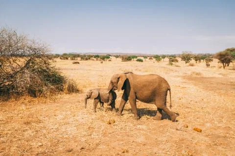African elephants in tanzania on safari Stock Photos