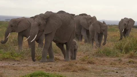 African Elephants Walking Beneath Dramatic Cloudy Sky Stock Footage 332472996