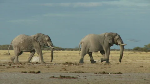African elephants walking Видео 488136
