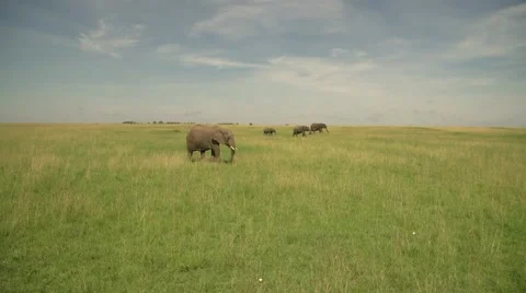 African Elephants Walking in Slow Motion in Maasai Mara, Kenya Stock Footage 40956137