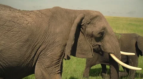 African Elephants Walking in Slow Motion in Maasai Mara, Kenya Stock Footage 40956160