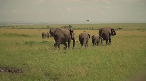 African Elephants Walking in Slow Motion in Maasai Mara, Kenya Stock Footage 40956171