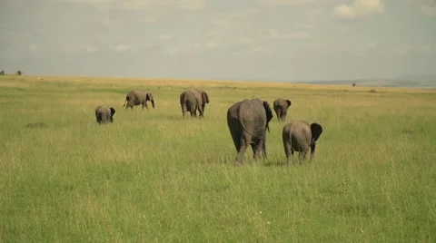 African Elephants Walking in Slow Motion in Maasai Mara, Kenya Stock Footage 40956252