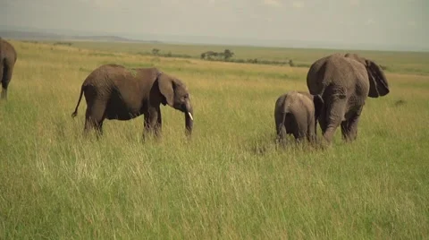 African Elephants Walking in Slow Motion in Maasai Mara, Kenya Stock Footage 40956259