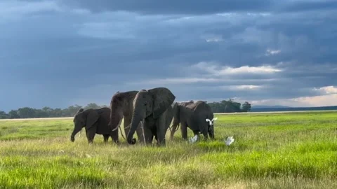 African elephants walking through a lush green savanna with birds Stock Footage 334635572