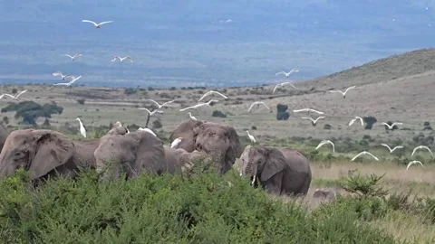 African elephants walking through savanna with flock of egrets Vídeos de archivo 334635111