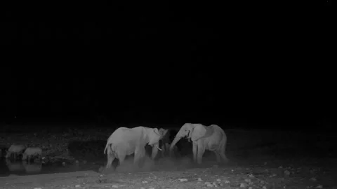 African elephants at a waterhole at night Видео 332010853